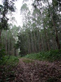 Forêt Eucalyptus Congo ©Cirad, A. Robin