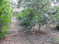 Brésil - Acacia-Eucalyptus Récupération litières ©Cirad, A. Robin