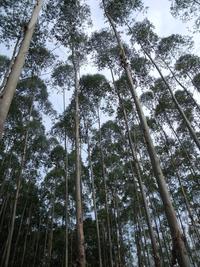 Eucalyptus - Congo ©Cirad, A. Robin