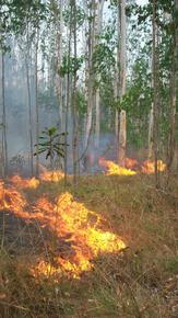 Congo - Incendie - Région du Kouilou ©Cirad, M. Dulcire